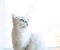 Portrait of a cat of breed Scottish chinchilla, straight-eared