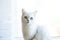 Portrait of a cat of breed Scottish chinchilla, straight-eared