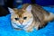 Portrait of a cat breed Scottish Golden pryamouhaya on the background of a blue sunbed. Pets cats