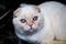 Portrait of a cat breed Scottish silver fold with large beautiful eyes on a dark background. Pets cats