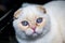 Portrait of a cat breed Scottish silver fold with large beautiful eyes on a dark background. Pets cats