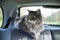 Portrait of a cat in the car. Gray cat with green eyes in the back seat. Traveling with an animal. Close-up