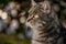 Portrait of a cat. Close up of one tabby cat of yellow eyes with background of bokeh. Felis catus