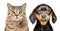 Portrait of cat and dog with eye diseases
