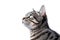 Portrait Of Cat European Shorthair In Profile On White Background. Empty Space. Generative AI