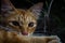 Portrait of A Cat, Felis Catus