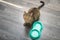 Portrait of a cat on the floor with an empty bowl. hungry cat