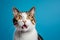 Portrait of cat with funny surprised expression on its face on blue background