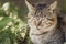 portrait of cat in garden, pet walking outdoors, funny animals on nature
