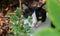 Portrait of cat with green leaf foreground