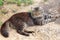 Portrait of a cat lying on the ground