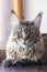 Portrait of cat of maine coon breed laying on the windowsill. Big and fluffy domestic pet with green eyes and expressive look righ