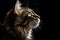 Portrait Of Cat Manx In Profile On Black Matte Background. Generative AI