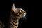 Portrait Of Cat Pixiebob In Profile On Black Matte Background. Empty Space. Generative AI