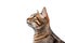 Portrait Of Cat Pixiebob In Profile On White Background. Empty Space. Generative AI