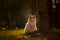 Portrait of cat sitting by a tree in a garden in a green city park on a green background, backlit from the sun