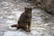 Portrait of a cat standing on a stone path.