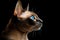 Portrait Of Cat Tonkinese In Profile On Black Matte Background. Generative AI