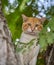 Portrait of a cat in a tree staring into camera.