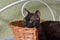 Portrait of a cat Ural Rex in a wicker basket for Laundry