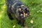 Portrait of a cat walking through the green grass calico cat looking with a surprised look in the lens