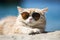 Portrait of a cat wearing sunglasses on the beach, summer time Ai generative