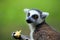 Portrait of a catta lemur