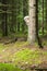 Portrait of Caucasian Little Girl Lurking Around the Tree