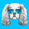 Portrait of Cavalier King Charles Spaniel with mirror sunglasses.