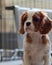 Portrait of a Cavalier King Charles Spaniel Puppy