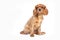 Portrait of cavalier spaniel puppy