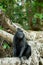 Portrait of Celebes crested macaque, Sulawesi, Indonesia