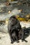 Portrait of Celebes crested macaque, Sulawesi, Indonesia