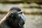 Portrait of Celebes crested macaque, Sulawesi, Indonesia