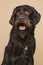 Portrait of a Cesky Fousek dog looking away on a sand colored background