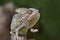 Portrait  Chameleon on nature background