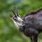 Portrait of chamois in grassland Rupicapra rupicapra