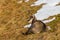 Portrait chamois rupicapra rupicapra, lying in grassland in au