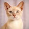 Portrait of a champagne Burmese kitten looking at the camera. Closeup face of a cute Burmese kitty at home. Portrait of a little