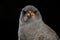 Portrait of a Chanting Goshawk