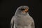 Portrait of a Chanting Goshawk