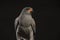 Portrait of a Chanting Goshawk