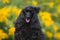 Portrait of charming amazing black small poodle