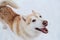 Portrait of charming fluffy red and white Siberian husky with brown intelligent eyes on background of white snow top view.