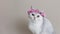 Portrait Charming gray cat in a crown of pink flowers sit on a gray background
