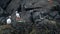 Portrait of charming puffins looking around. Amazing Icelandic birds in nature. Atlantic puffin on cliff top in Iceland