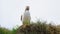 Portrait of charming puffins looking around. Amazing Icelandic birds in nature. Atlantic puffin on cliff top in Iceland