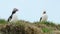 Portrait of charming puffins looking around. Amazing Icelandic birds in nature. Atlantic puffin on cliff top in Iceland