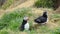 Portrait of charming puffins looking around. Amazing Icelandic birds in nature. Atlantic puffin on cliff top in Iceland