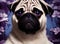 Portrait of charming pug. Cute wrinkled dog on floral background. Generative AI.